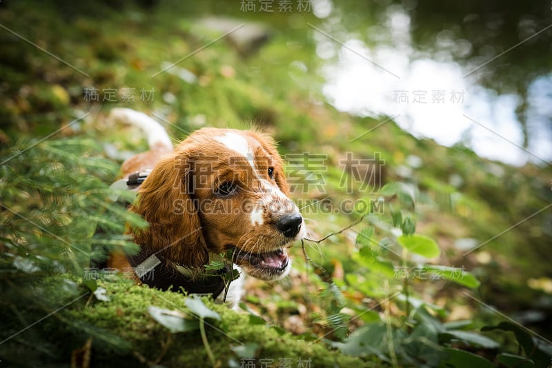 森林里的威尔士猎犬