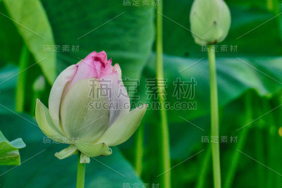 Lotus花芽