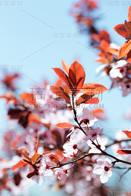 树枝上有芽有花，春天来了。花的背景“n