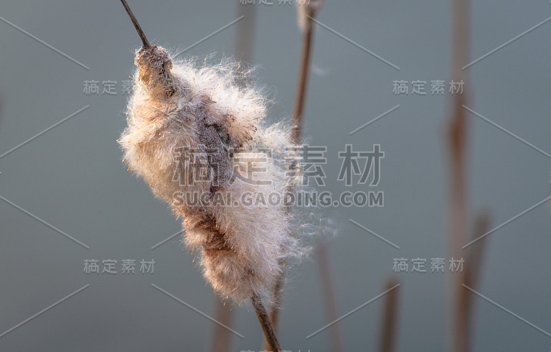 香蒲植物