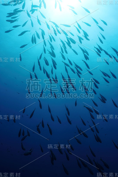 萨帕萨尔帕鱼