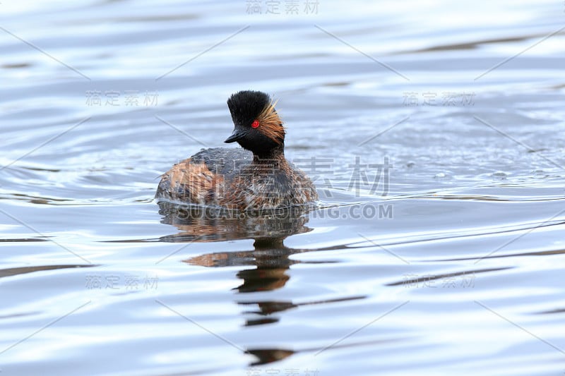 黑necked Grebe (Podiceps nigricollis, Podiceps casp