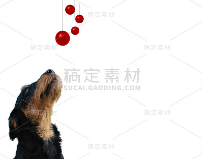犬种德国猎犬