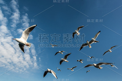 海鸥