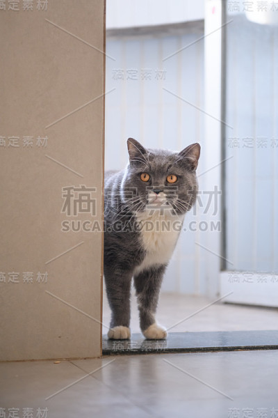 灰色英国短毛猫，室内