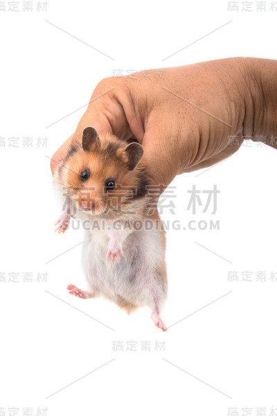 仓鼠(叙利亚仓鼠)在白色的背景