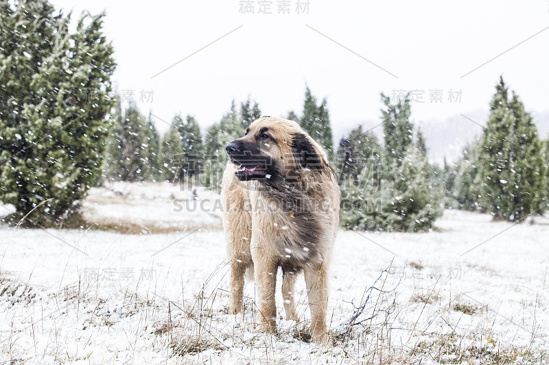 雪中的里昂伯格狗