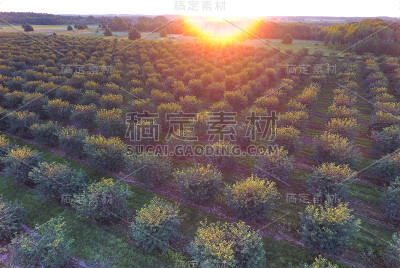 樱花在日出