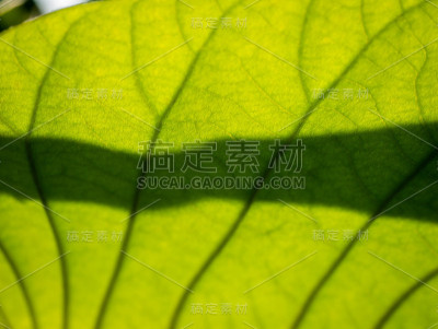 象攀缘叶图案的阴影