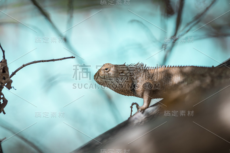 东方花园蜥蜴