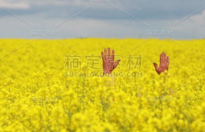 在油菜田里张开双臂
