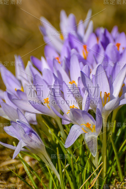 春花番红花