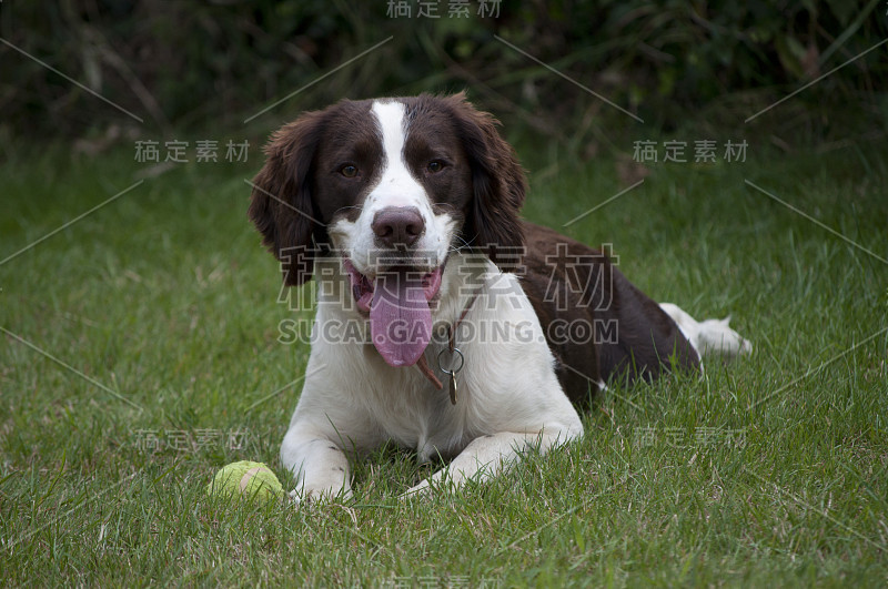 英语施普林格西班牙猎犬和网球