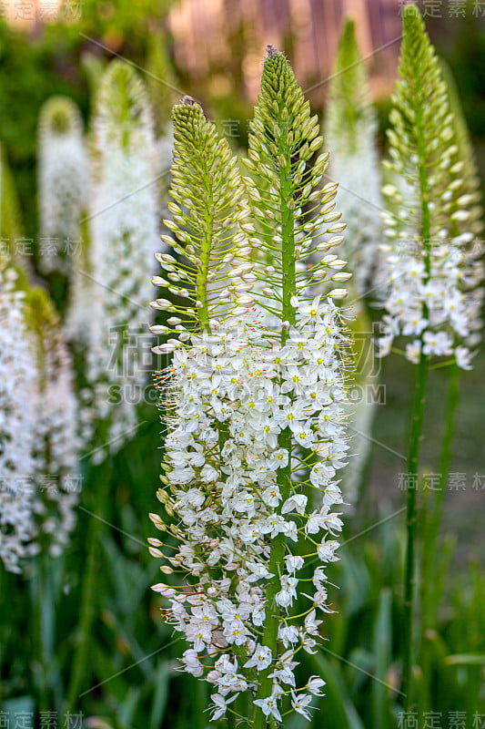 花园中有Eremurus himalaicus的花