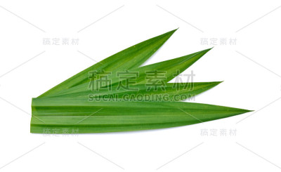 鲜绿的香兰叶子孤立在白色上