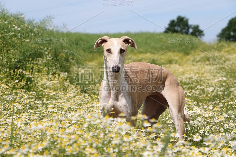 卡米尔菲尔德的风犬