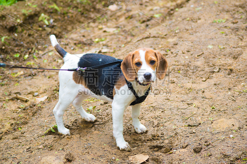 森林里的小猎犬