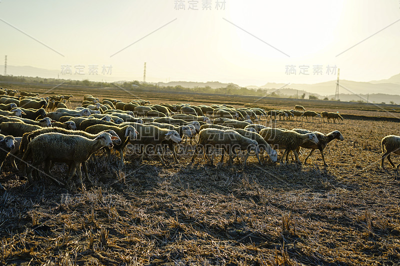 在稀树草原上的一群羊(越南宁顺省潘朗)。背景是山脉。