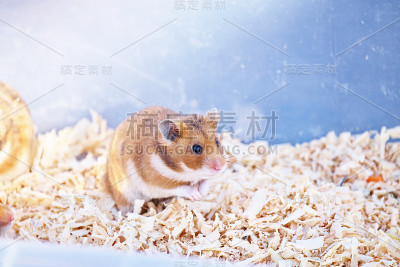 仓鼠