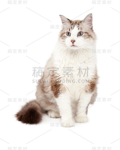 华丽的布娃娃猫坐