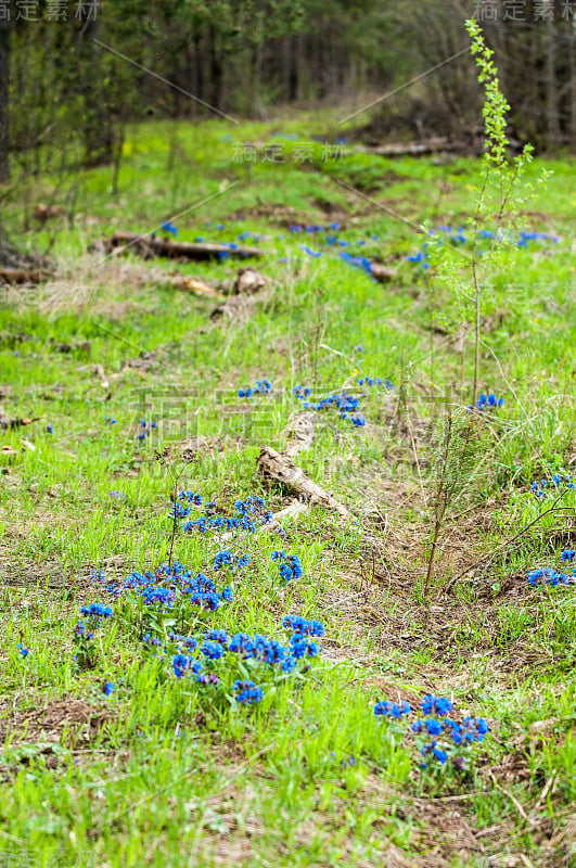 Pulmonaria obscura,