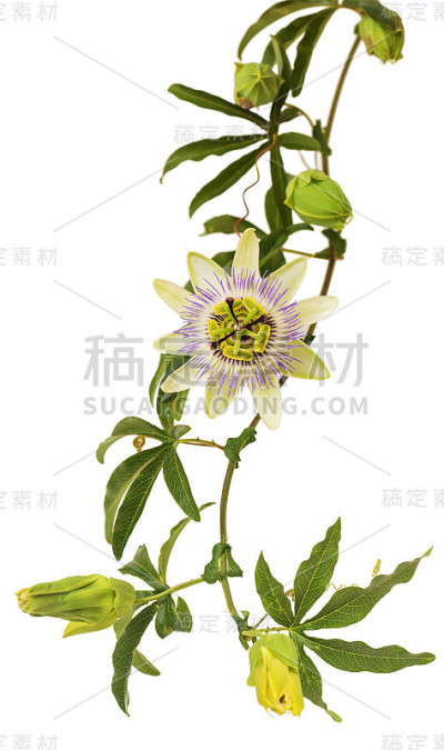 西番莲