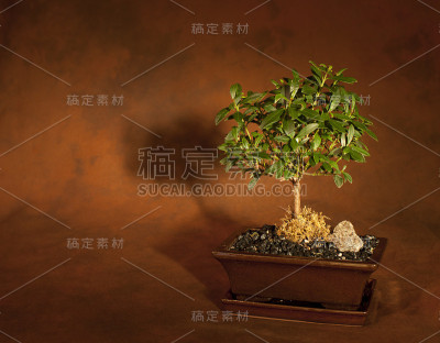 盆景树