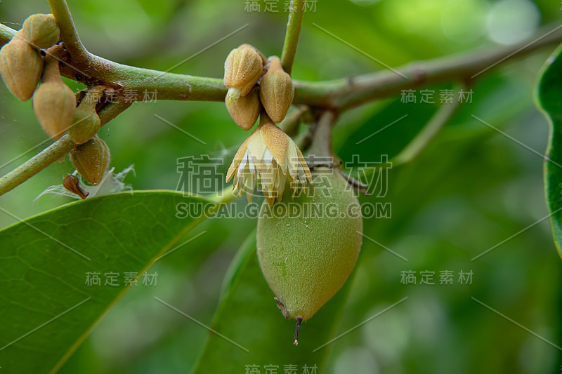 近距离西班牙樱花树上