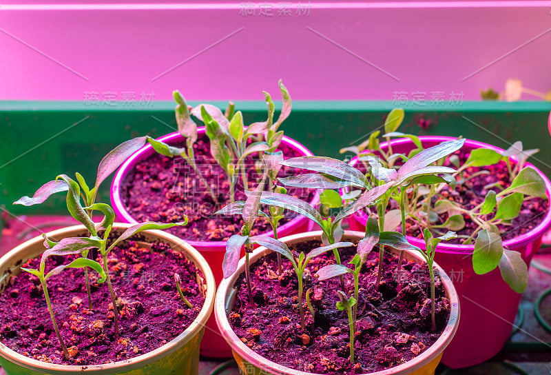 在植物灯下的塑料盆里的幼苗。植物在家里由种子生长。窗台上有维他命绿。植物灯在冬季照亮它