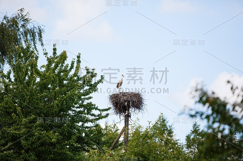 鹳和鸟在树后筑巢