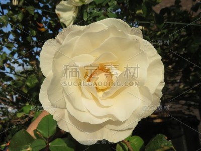 玫瑰
