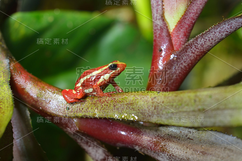 小条纹红蛙三色表肢动物坐在多彩的异国植物在自然雨林环境。丰富多彩的热带青蛙。