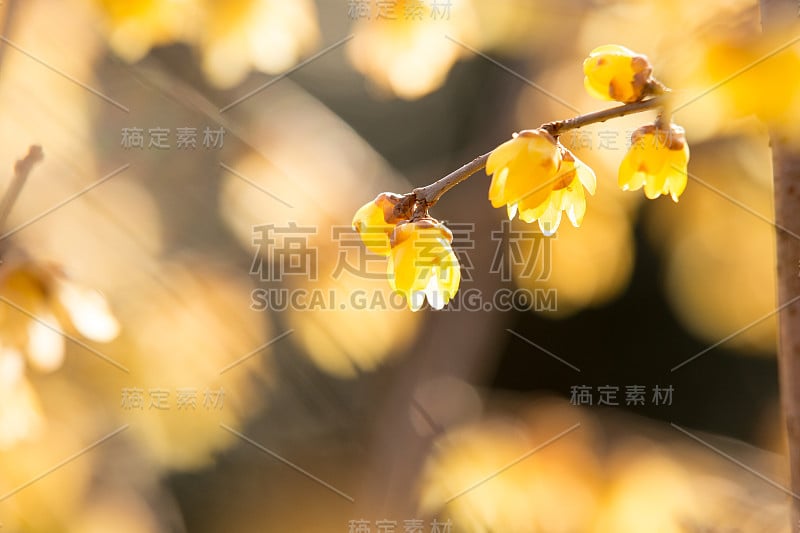 日本的梅花