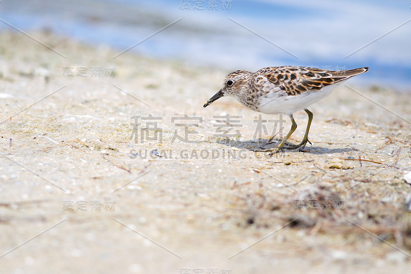 至少鹬(Calidris minutilla)