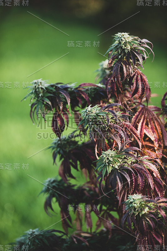 大麻大麻植物药用大麻农场