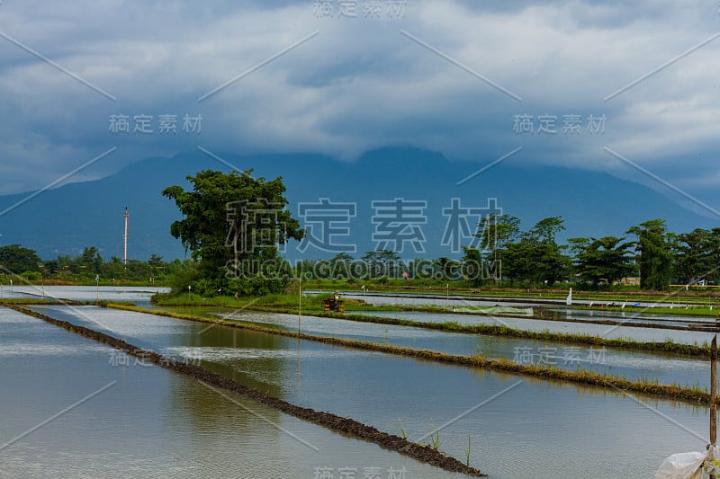 印尼稻田美景