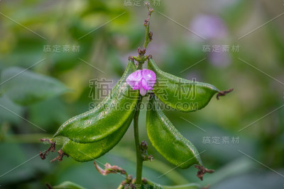 孟加拉国达卡萨瓦尔的绿扁豆正在开花。