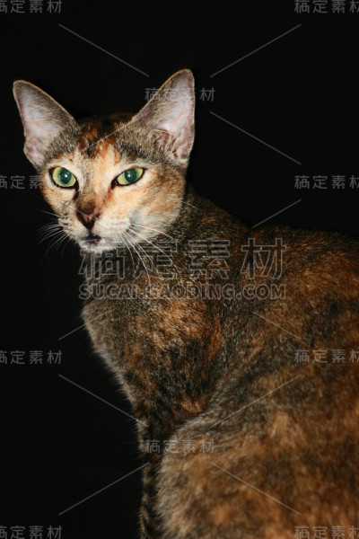 家猫