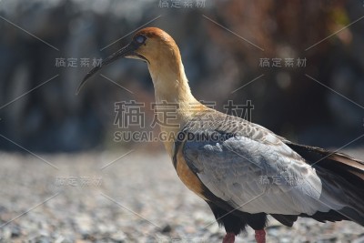 南班杜里亚
