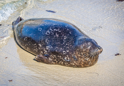 麻斑海豹