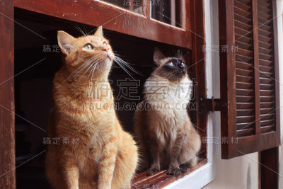 窗户里的猫。