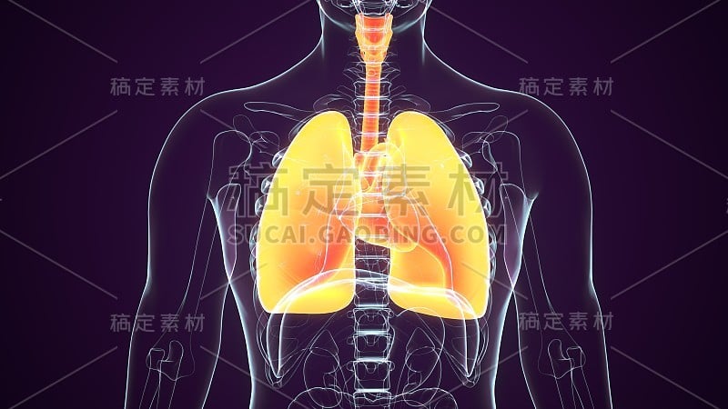 人体呼吸系统肺解剖的3D插图