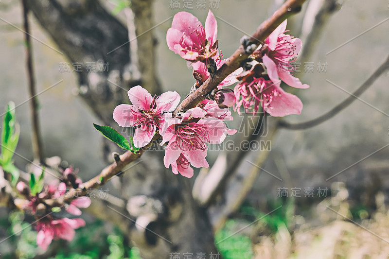 春色背景与杏花枝春色季节