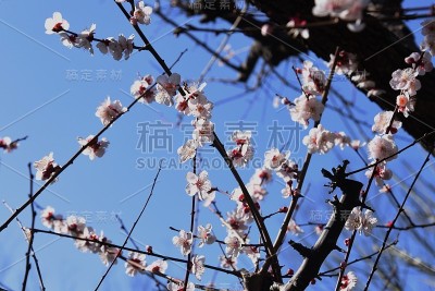 梅花盛开