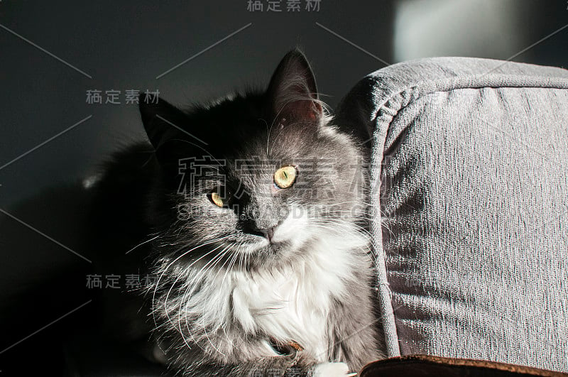 年轻的灰色的猫