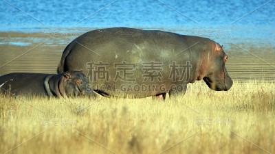 河马妈妈和宝宝