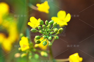 韩国的油菜花