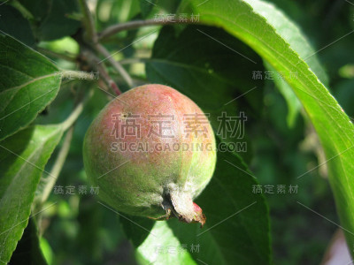 成熟的苹果