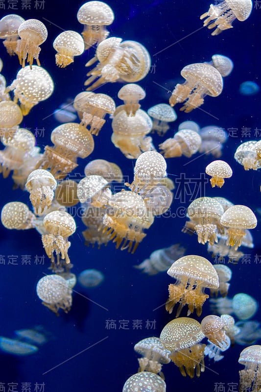 海洋生物，一群白点水母漂浮在一个清澈的水箱里