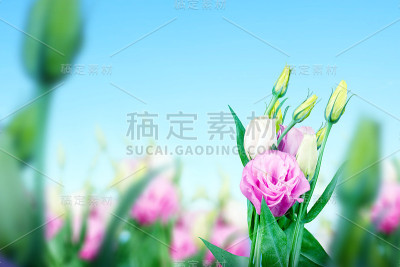 田野上的桔梗花呈粉红色